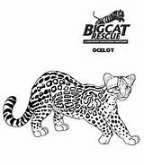 Ocelot Margay Kittens sketch template