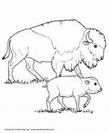 Coloring Pages North American Wildlife Animals Bison Template Baby Wild sketch template