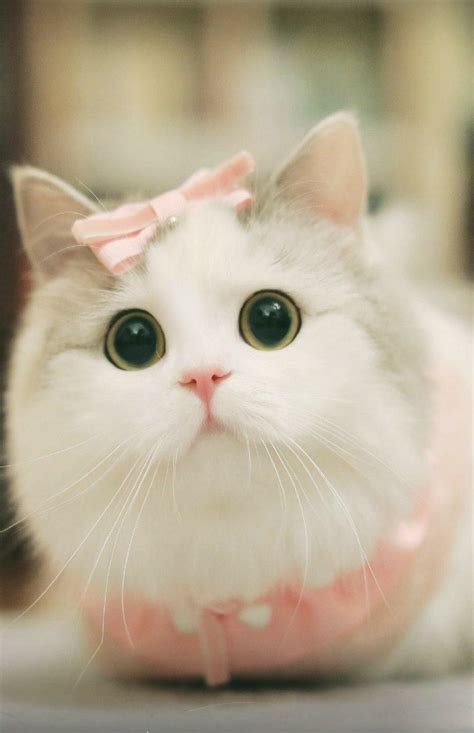 cute cat raww