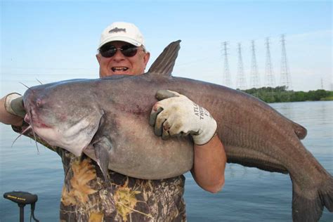 biggest catfish world records   time game fish