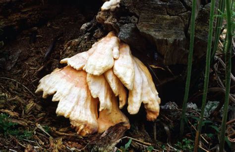 Edible Mushrooms Life And Style The Guardian