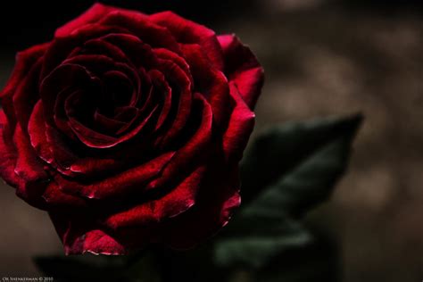 Dark Red Rose By Shenk1337 On Deviantart