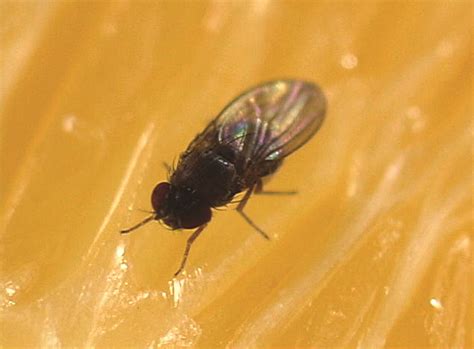fruit fly control  rid  fruit flies orkincom