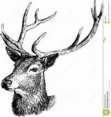 Cervi Cerfs Ciervo Communs Herten Antlers Testa Hirsch Ilustracion Vettoriale Animale sketch template