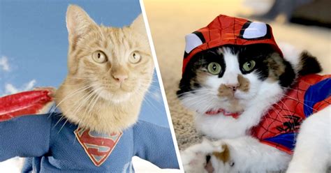 quiz what superpower does your cat have
