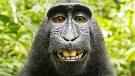 Skurriler Streit Hat Ein Affe Ein Recht Am Eigenen Bild Welt