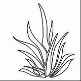 Coloring Pages Plants Seaweed Grass Drawing Plant Coral Printable Sea Color Outlines Pencil Sheet Colouring Kelp Underwater Sketch Getdrawings Seagrass sketch template