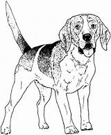 Dog Coloring Pages Printable Color Print Bloodhound Getcolorings Colorings Kids sketch template