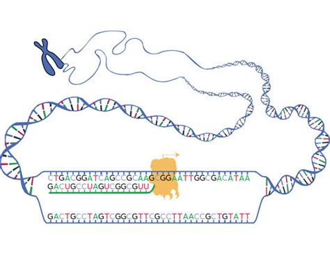 genetics rna not always a faithful copy of dna spectrum autism research news
