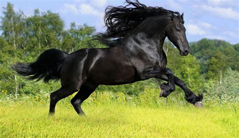 running black horse wallpapers hd desktop  mobile backgrounds