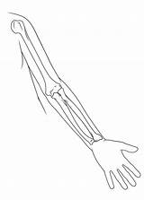 Bones Sketch Arm Drawing Anatomy Getdrawings Sketches Paintingvalley sketch template