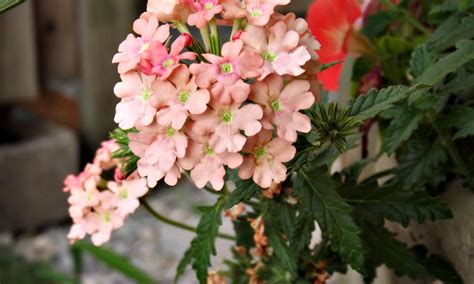 pink bundle  flowers  xblazingpinkdragon  deviantart