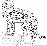 Cheetah Coloring Pages Looking Back Kids Print Coloringpages101 sketch template