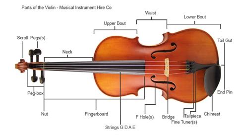 Parts Of The Violin Musical Instrument Hire Co
