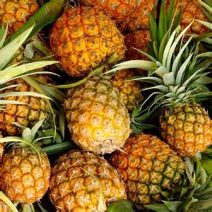 pineapple  kerala manufacturers  suppliers india