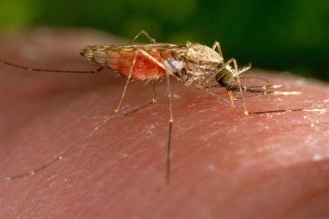new research on sex determination in mosquitoes could transform disease