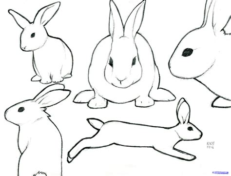 peter rabbit drawing  paintingvalleycom explore collection
