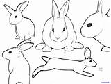 Rabbits Dragoart Paintingvalley Clipartix Hase Finalprodigy Lineart sketch template