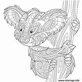 Coloriage Australie Koala Antistress Zentangle sketch template