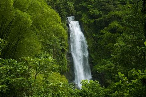 tropical rainforest biome