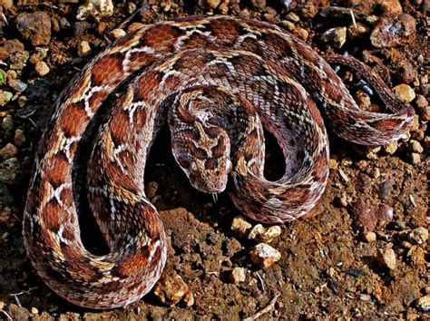 mysore university scientists crack riddle  flesh destroying viper