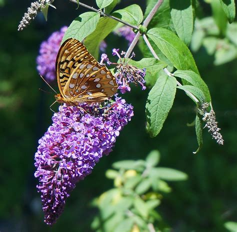 butterfly bush   plant grow  care  buddleia   farmers almanac