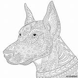 Doberman Coloring Pinscher Pages Dog Stylized Zentangle Background Adult Pinchers Para Colorear Es Book Print Sketch Dobermann Freehand Getcolorings Stress sketch template