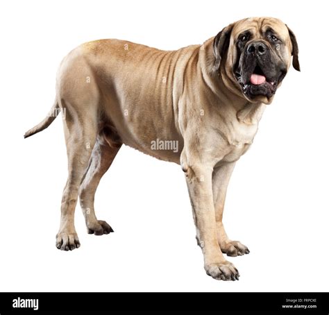 large fawn colored mastiff dog bred   guard dog isolated  stock