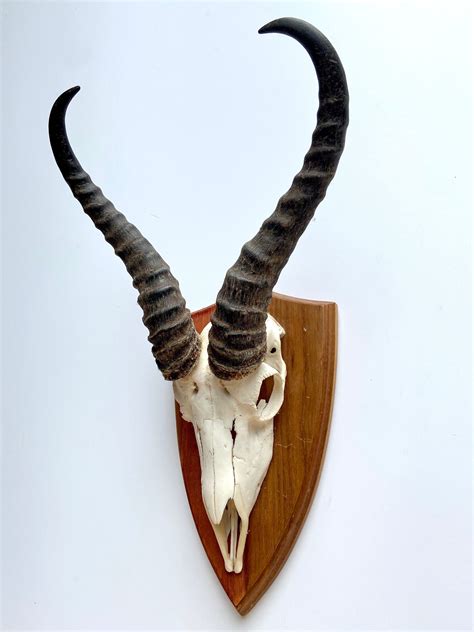 antelope mount  sale   left