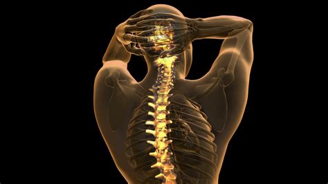 backbone backache science anatomy scan  human spine bones glowing