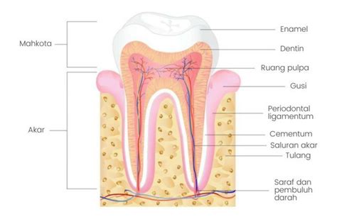 Mengenal Anatomi Gigi Jenis Jenis Gigi Dan Fungsi Tiap
