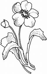 Flower Poppy Papaveraceae Zeichenvorlage Poppies Narzissen Supercoloring Papaveri Zeichenvorlagen Mohnblume Pobarvanke Mohnblumen sketch template