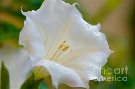datura hybrid white flower by michael moriarty