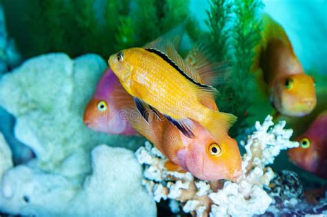 parrot cichlids swimming  aquarium stock photo image  colour aquatic
