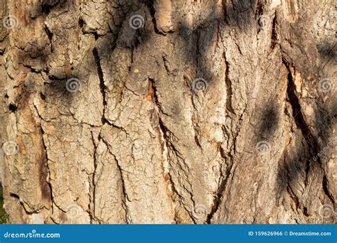 de weergave van de structuur van de boomschors sluiten natuur houtachtergrond redactionele foto