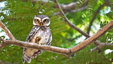 forest fires arent  bad  spotted owls futurity