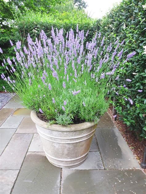 lavender container care tips  growing lavender  pots dummer
