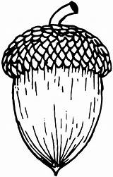 Acorn Pinclipart Clker Traceable Clipartmag Webstockreview sketch template