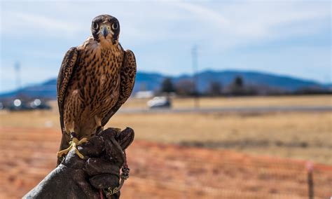 arizona falconry takes flight cronkite news