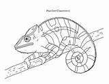 Chameleon Panther sketch template