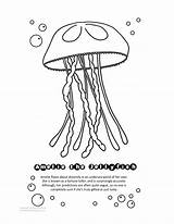 Coloring Qualle Jellyfish Malvorlage Ausmalbild Quallen Malvorlagen Fisch sketch template