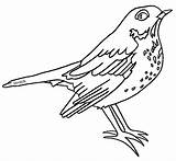 Vermont Thrush sketch template