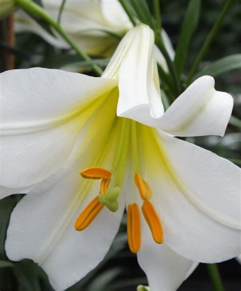 chinese lily flower