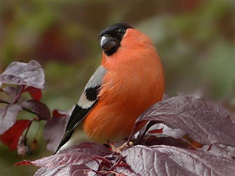 vogel mit roter brust singvoegel mit rotem bauch  deutschland