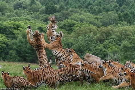 roar  bgeattakip photographs show  group  siberian tigers