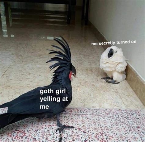 big tiddy goth girlfriend r dankmemes