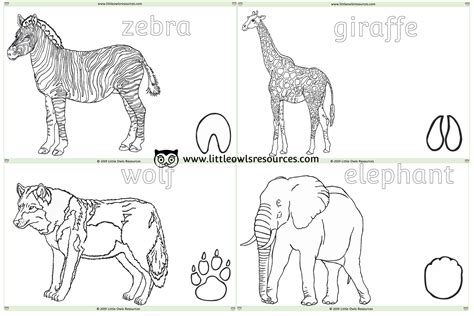 zoo animal colouring printable early yearsey eyfs resource