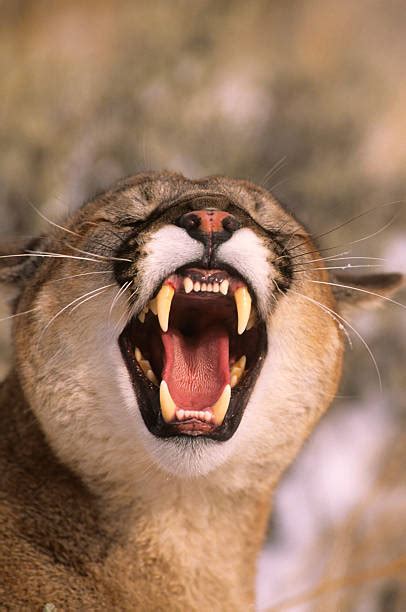 mountain lion teeth  stock  pictures royalty  images