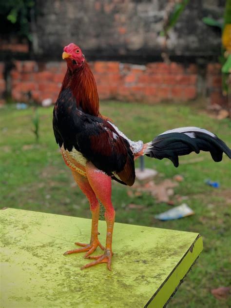 pin  julian andres  gallos de pelea fighting rooster rooster animals