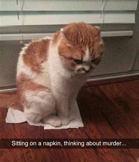 funniest cat memes  pics funnyfoto page